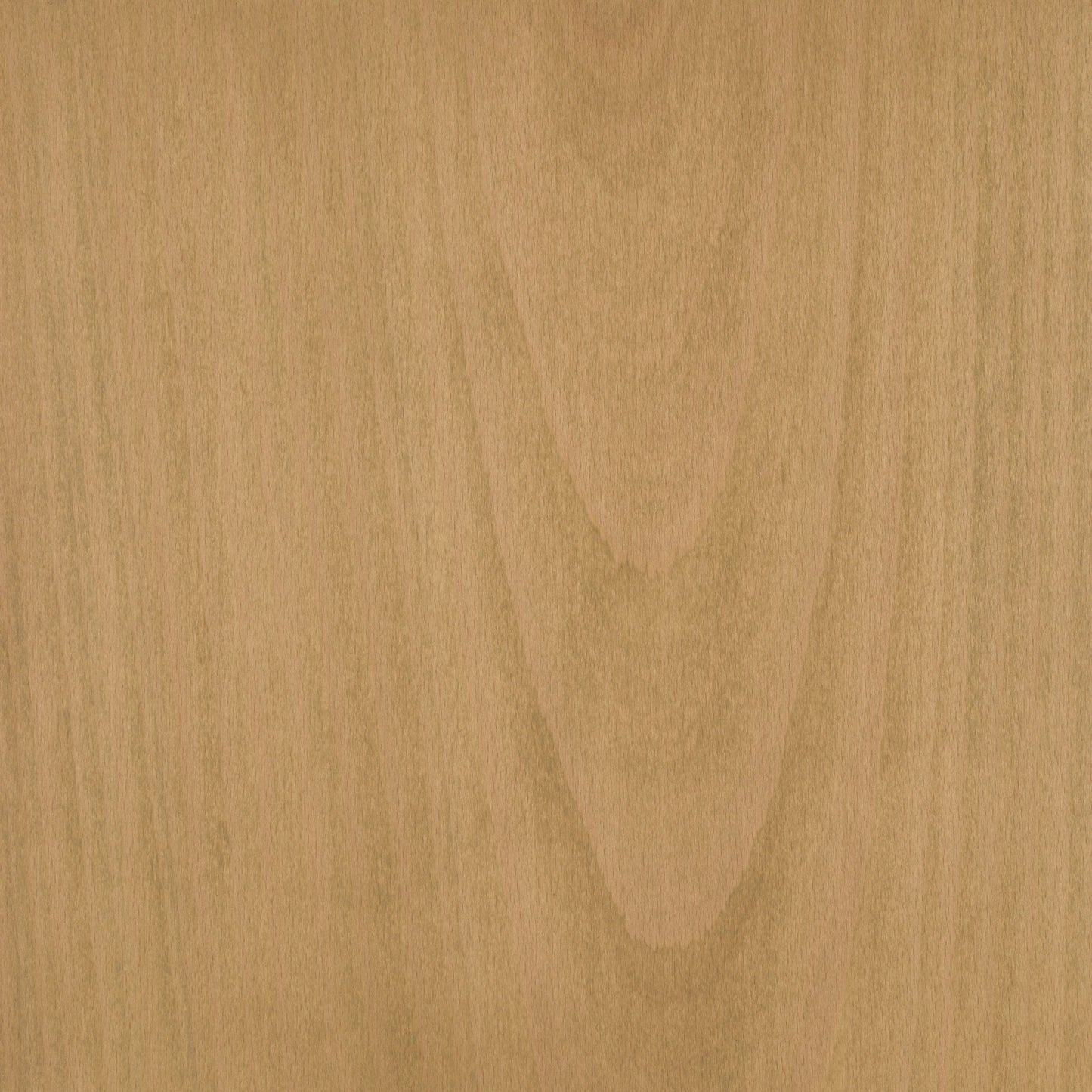 Beech
